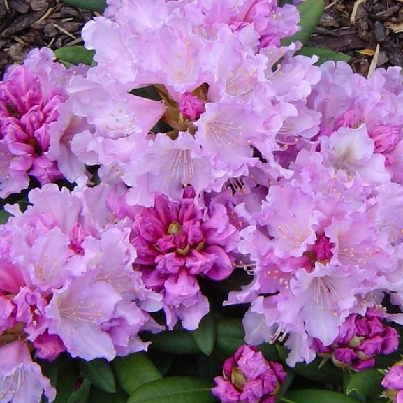 Превью изображения