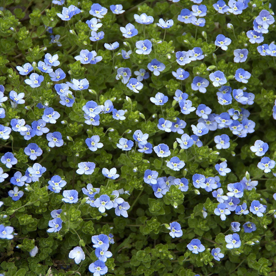 Превью изображения