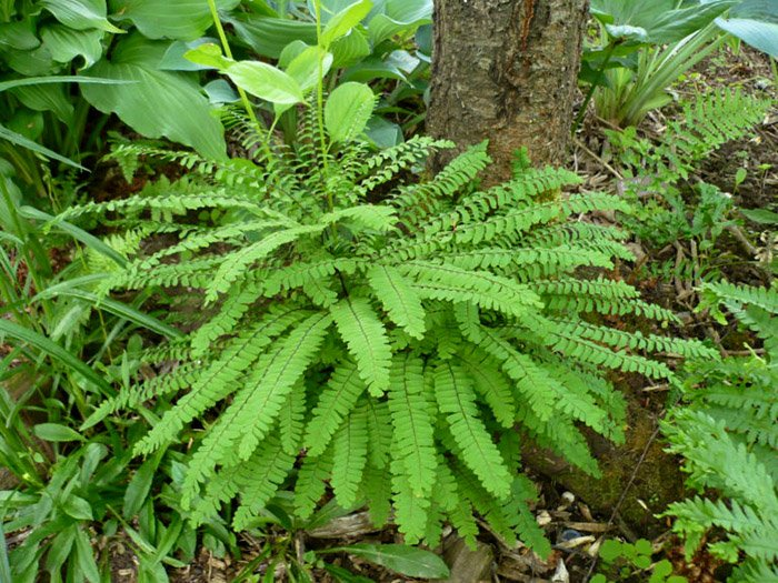 Превью изображения