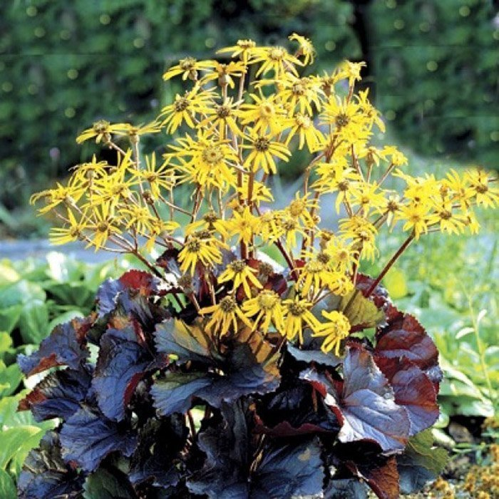 Превью изображения