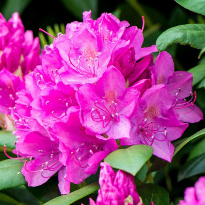 Превью изображения