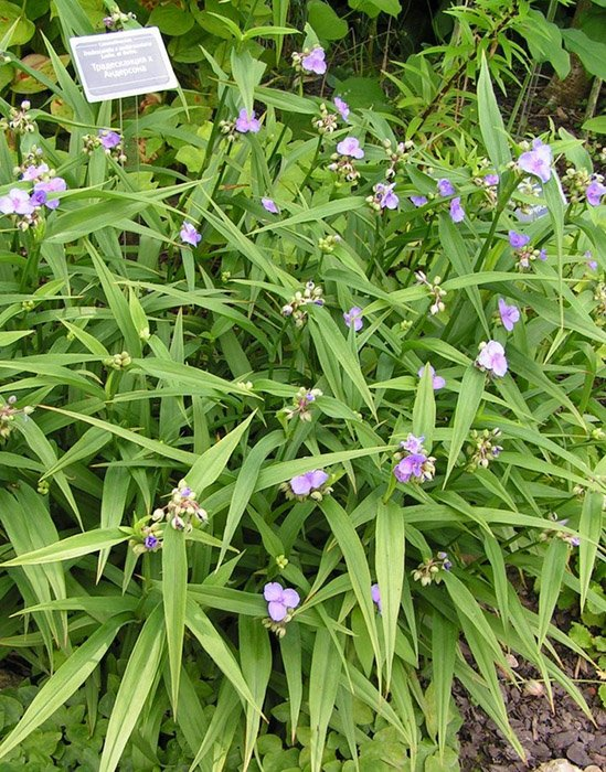 Превью изображения