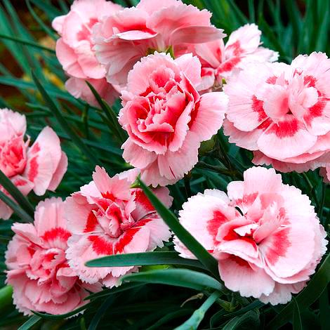 Превью изображения