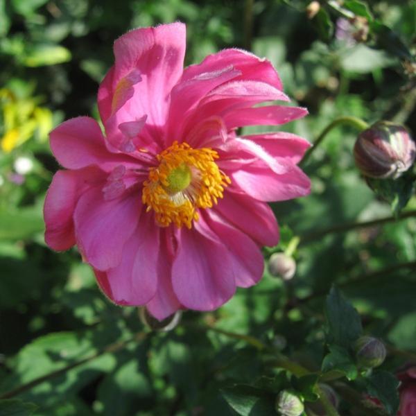 Превью изображения