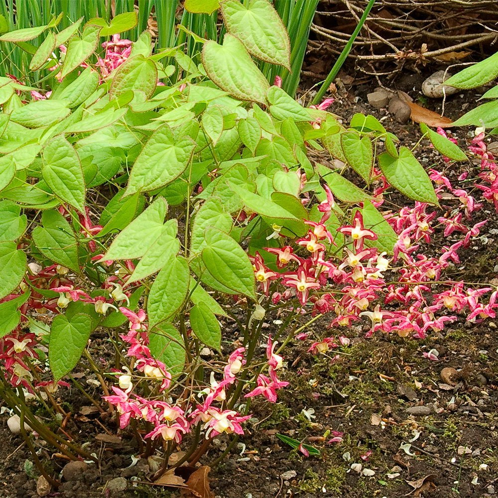 Превью изображения