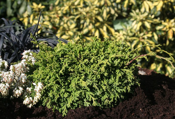 Превью изображения