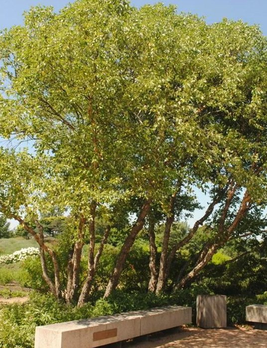 Превью изображения