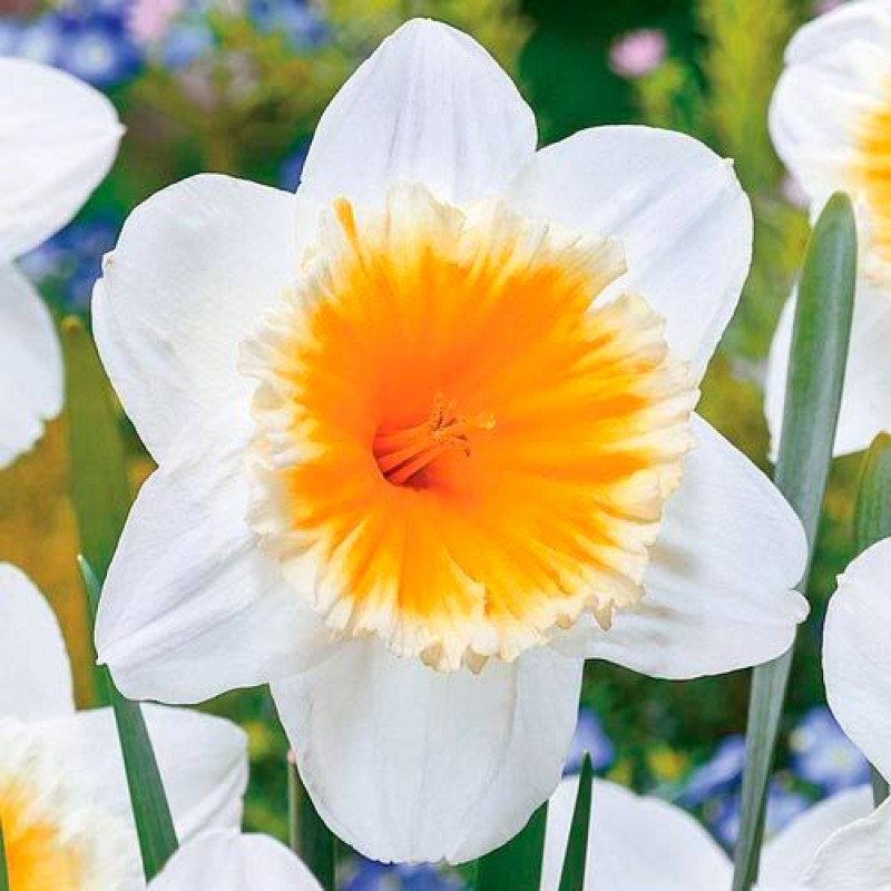 Превью изображения