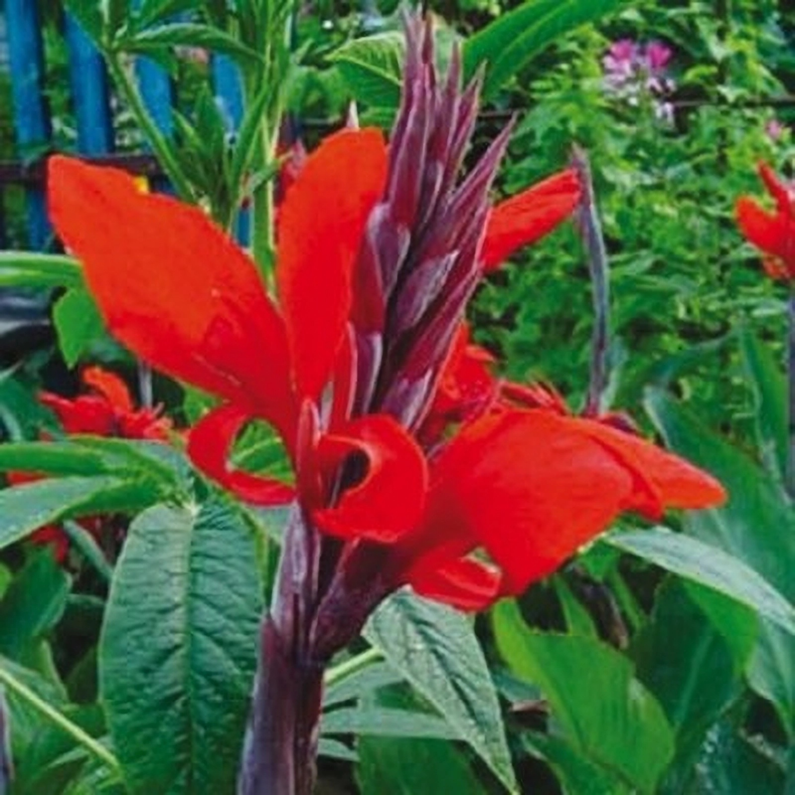 Превью изображения