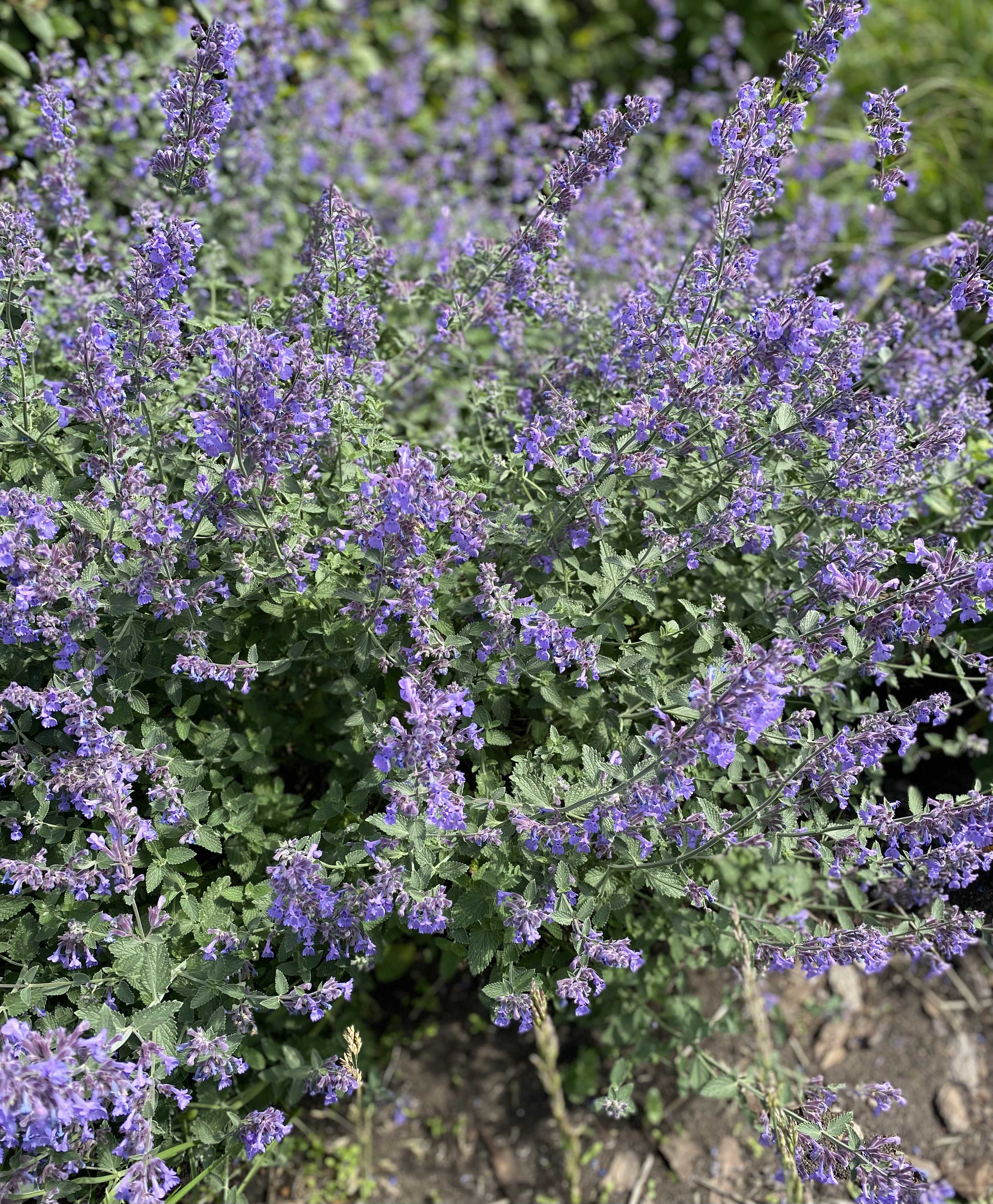 Превью изображения