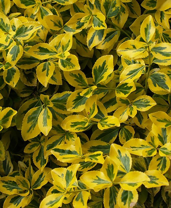 Превью изображения