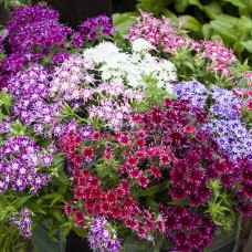 Превью изображения