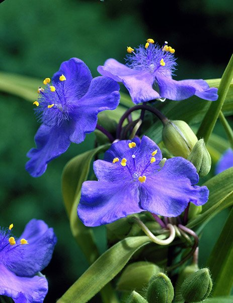 Превью изображения