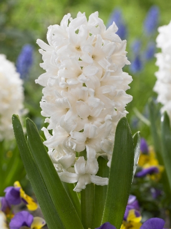 Превью изображения