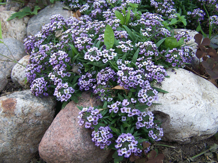 Превью изображения