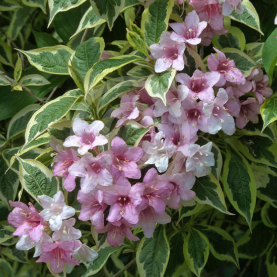 Превью изображения