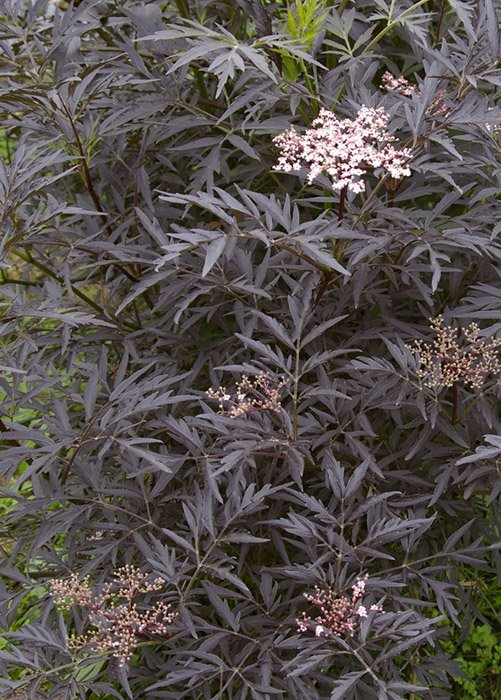 Превью изображения