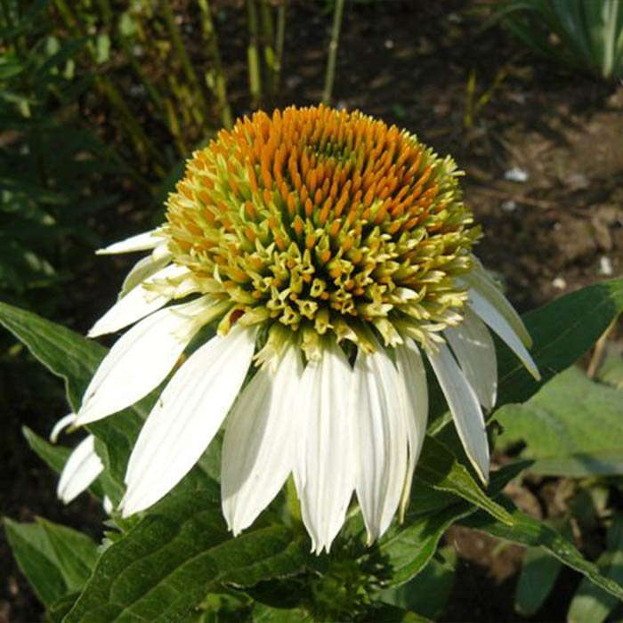 Превью изображения