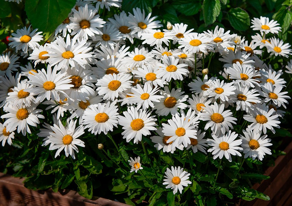 Превью изображения