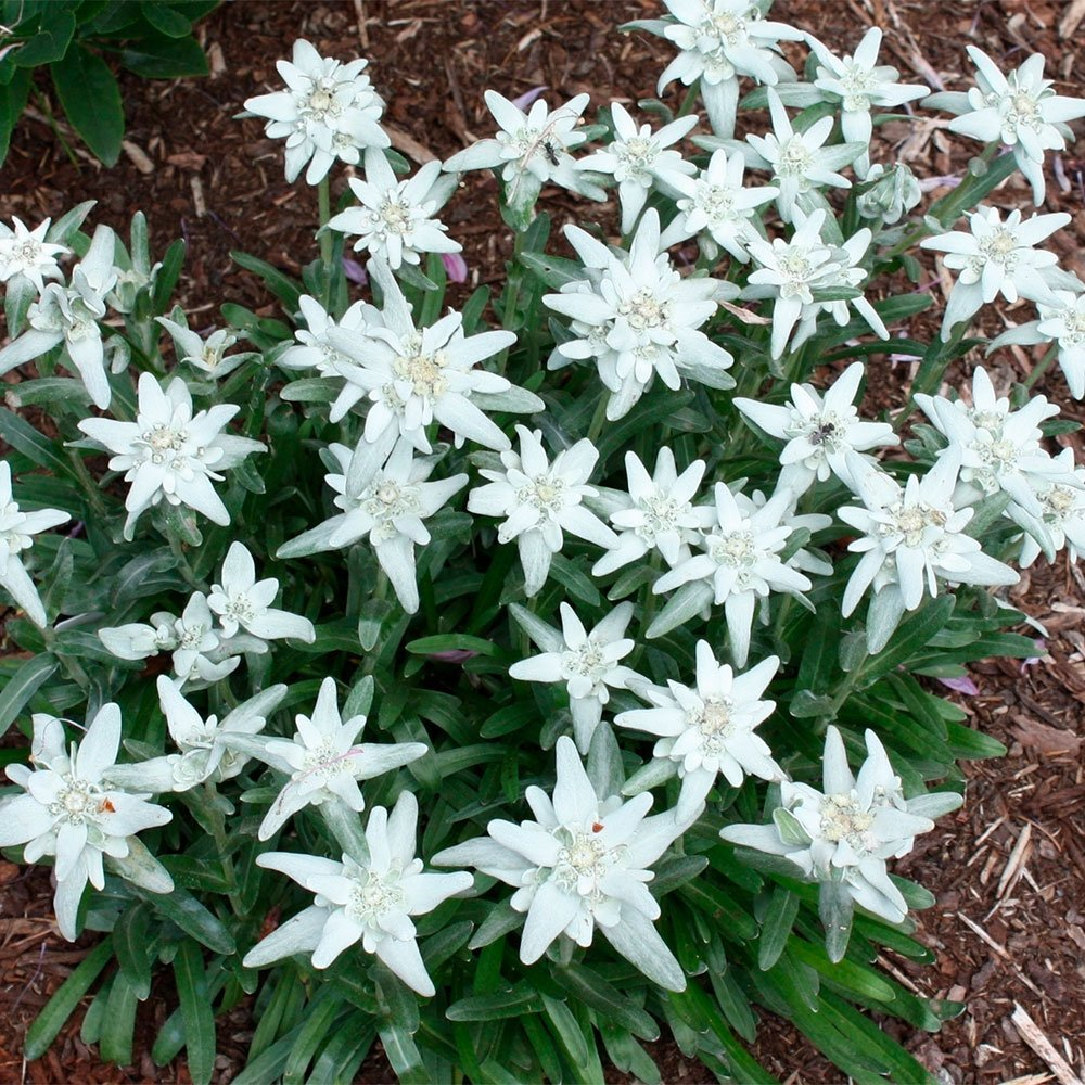 Превью изображения