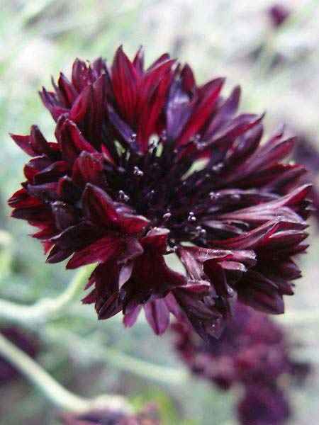 Превью изображения