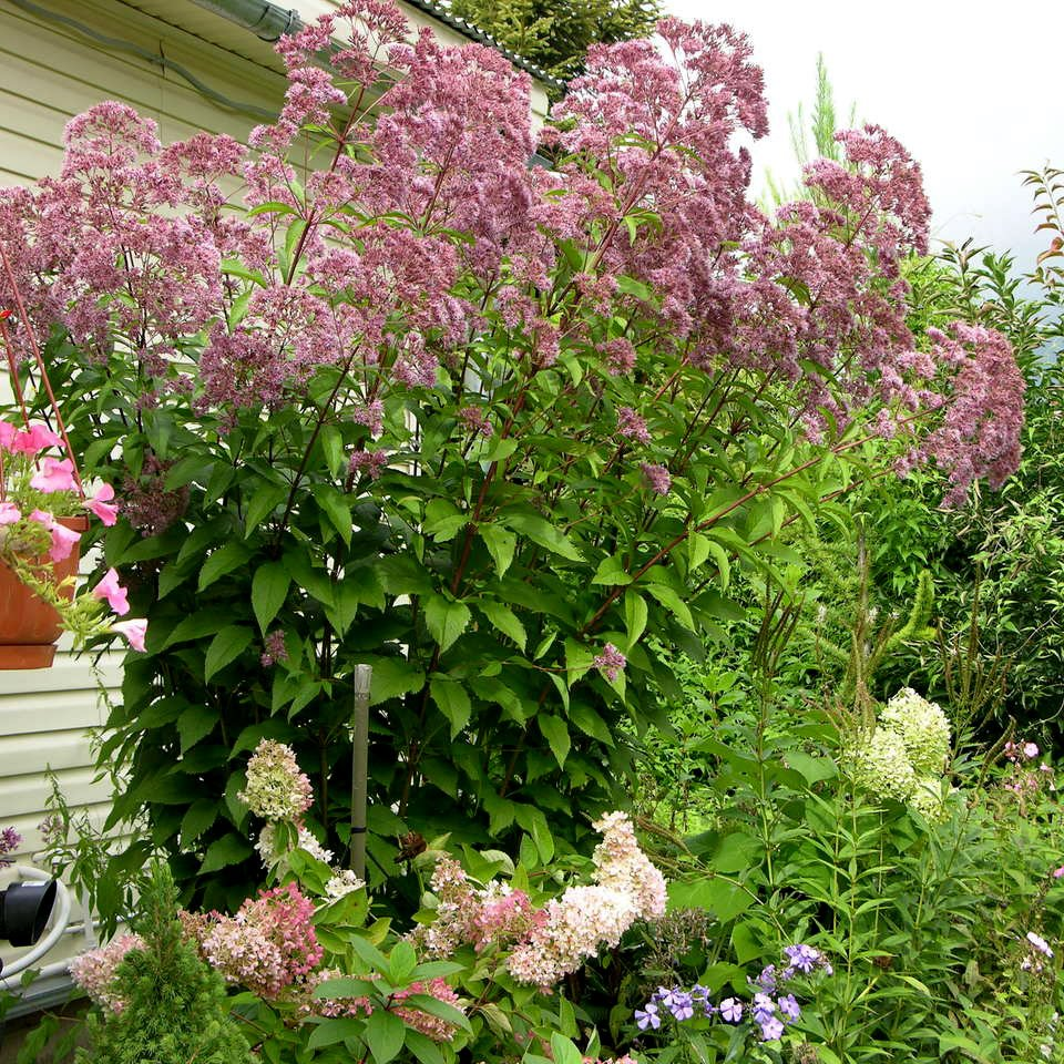 Превью изображения