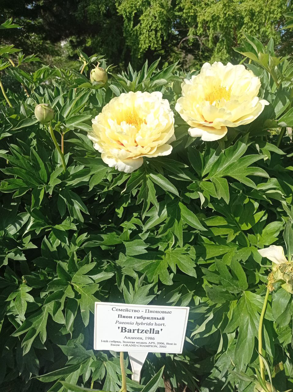 Превью изображения