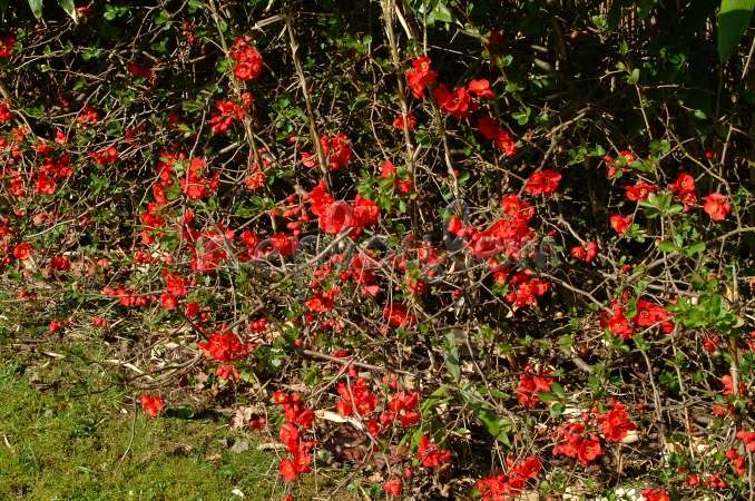 Превью изображения