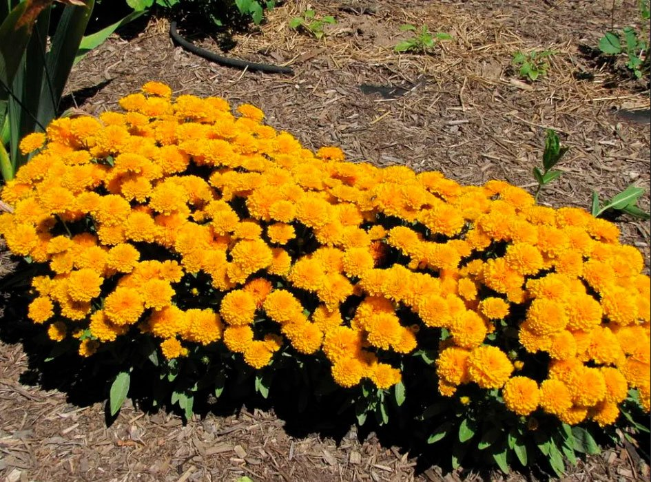 Превью изображения