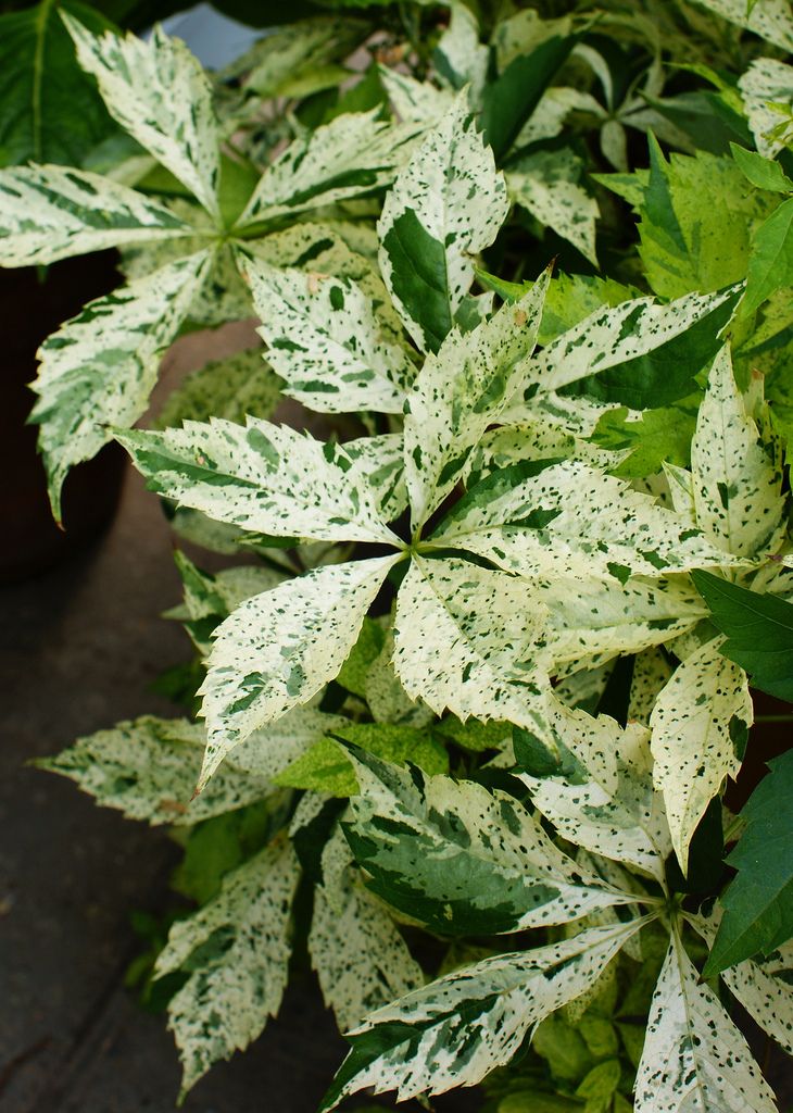 Превью изображения