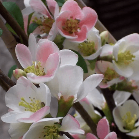 Превью изображения