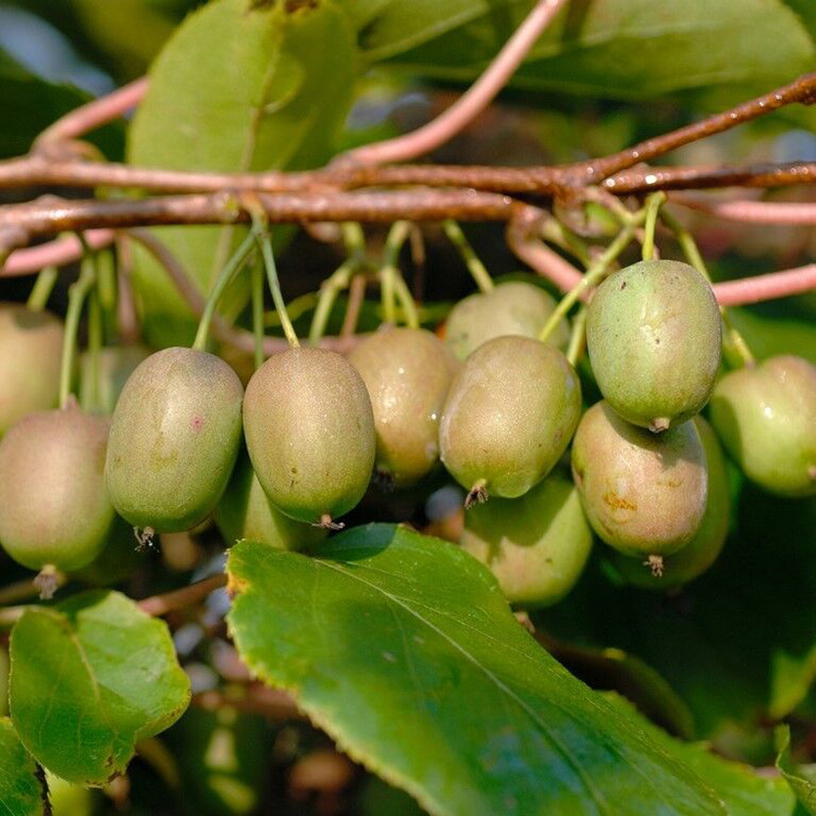 Превью изображения