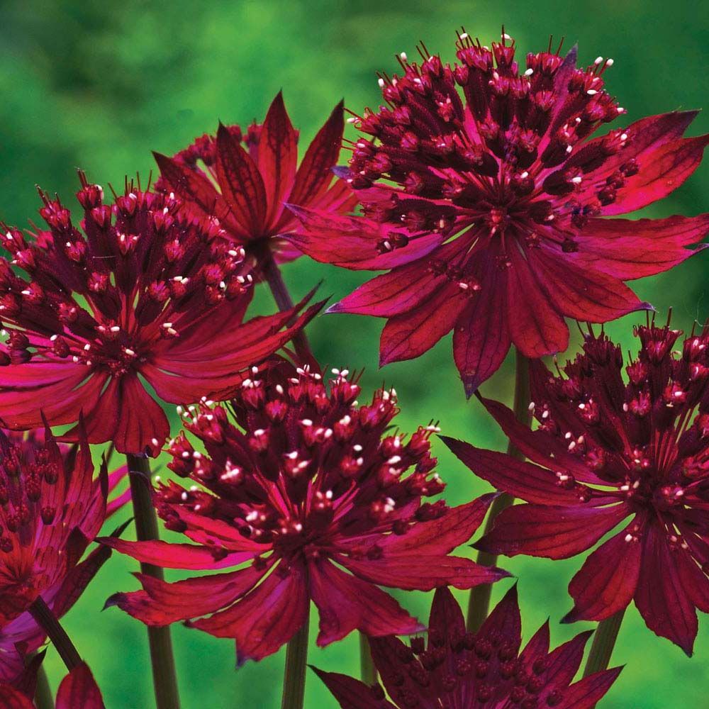 Превью изображения