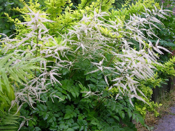 Превью изображения