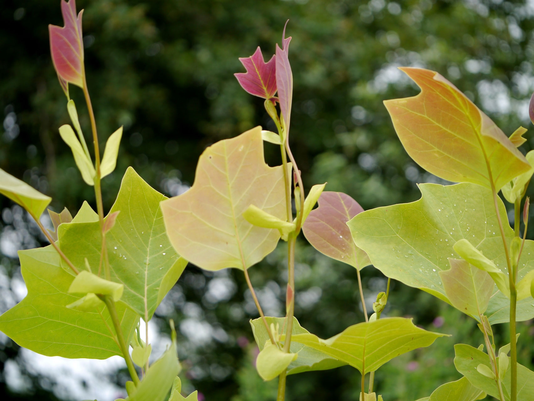 Превью изображения