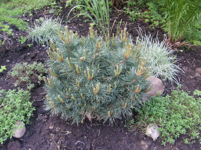 Превью изображения