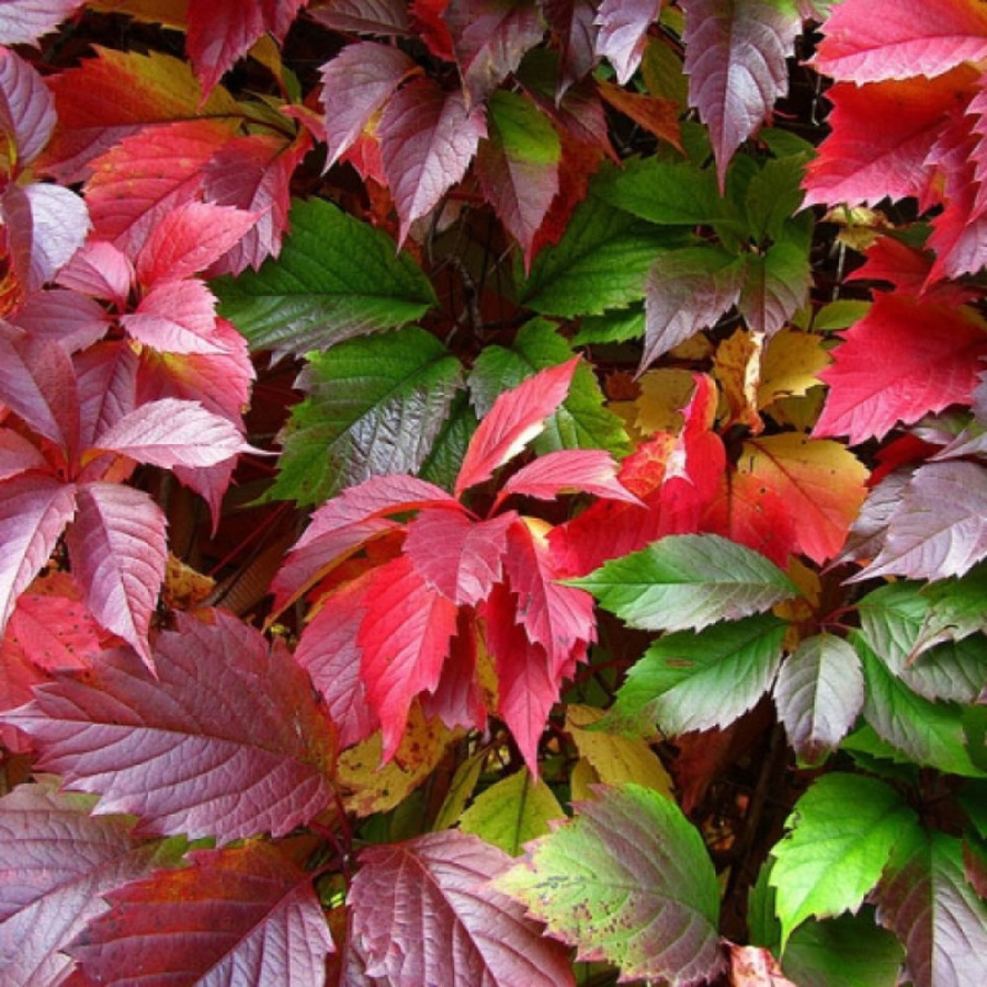 Превью изображения