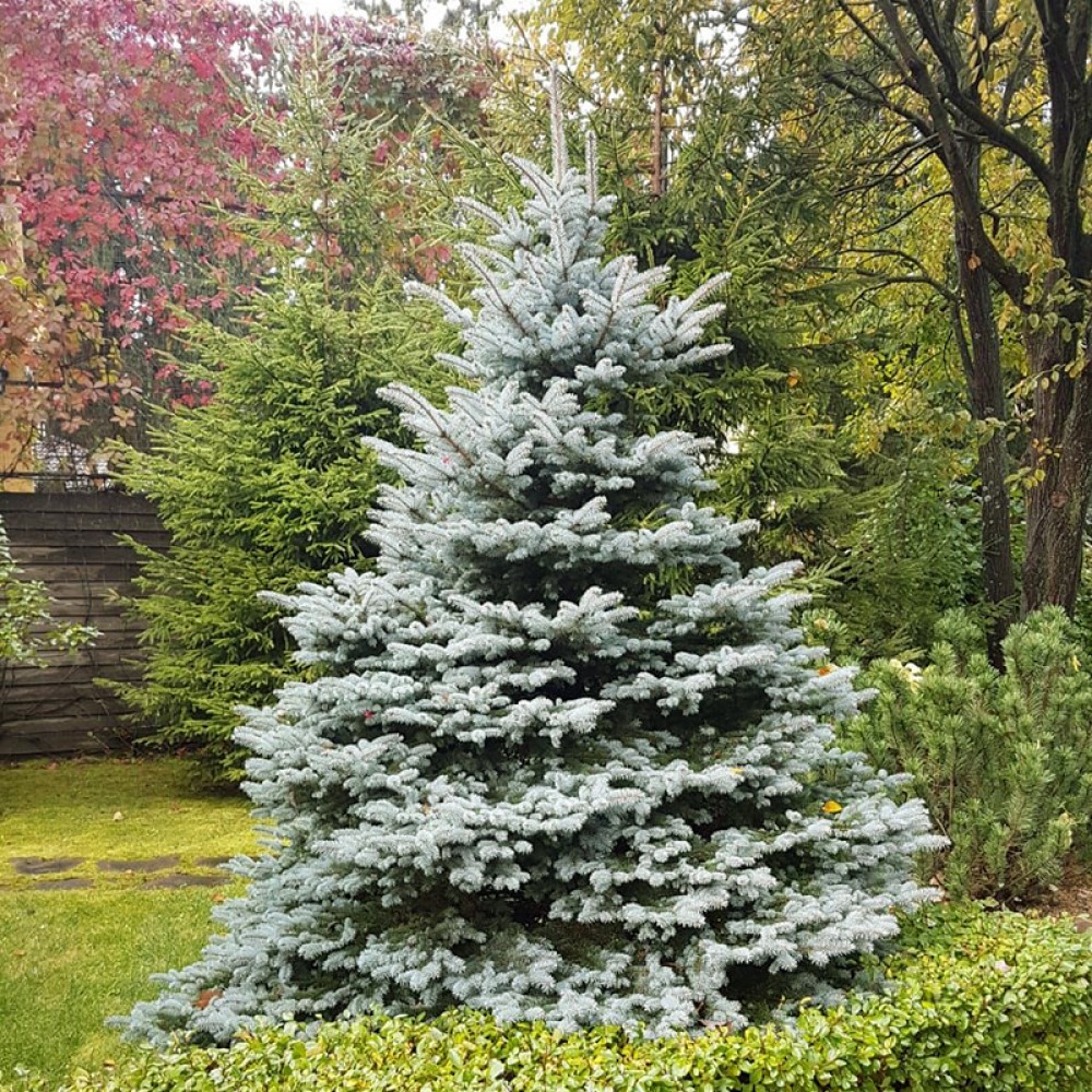 Превью изображения