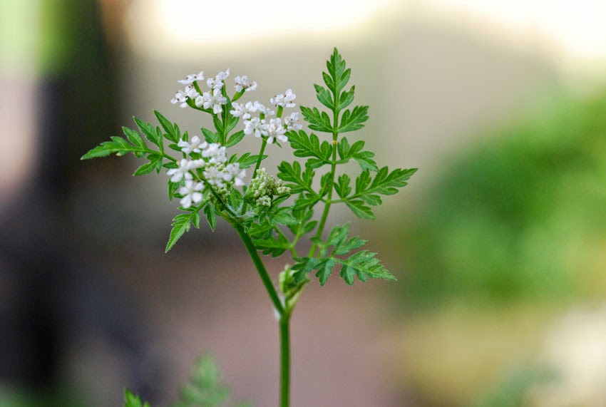 Превью изображения