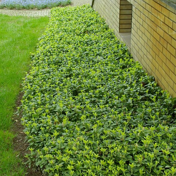 Превью изображения