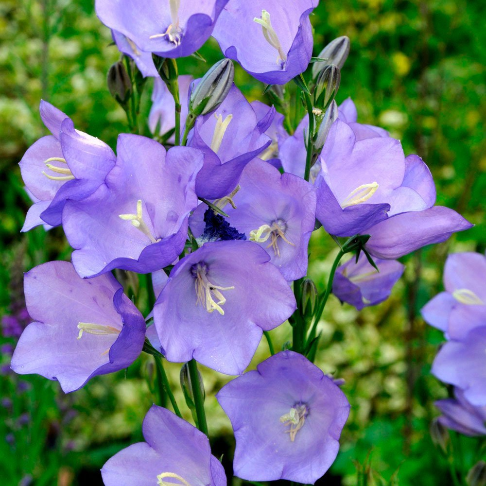 Превью изображения