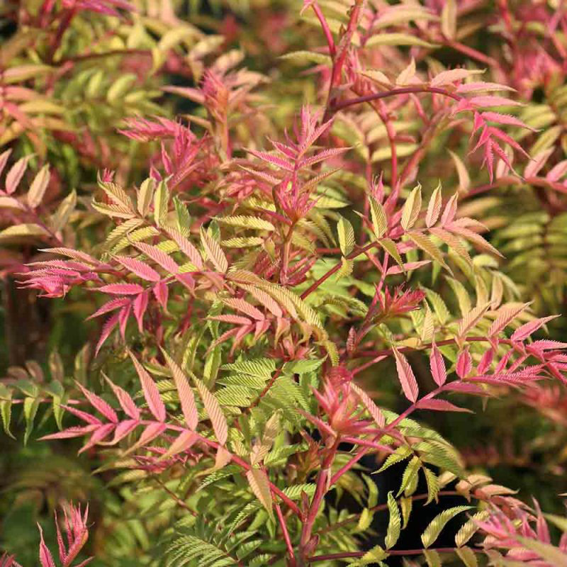 Превью изображения