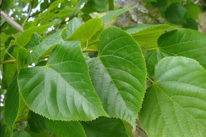 Превью изображения