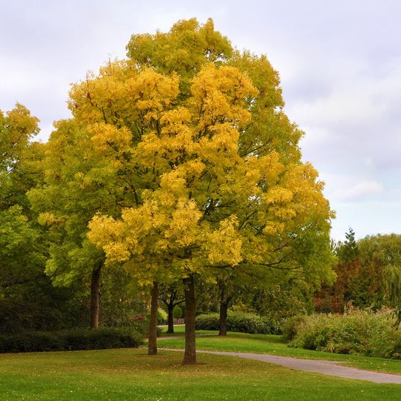 Превью изображения