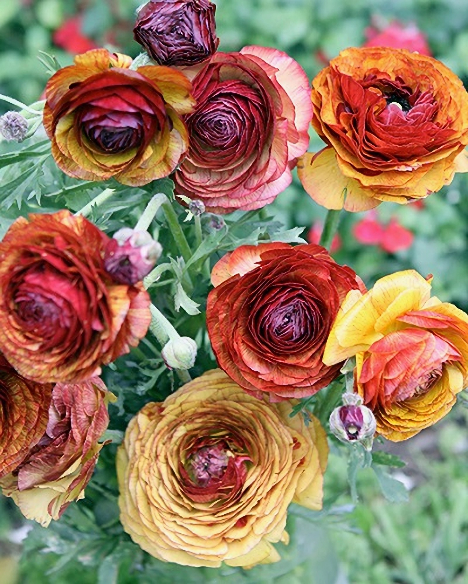 Превью изображения