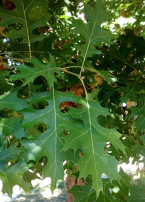 Превью изображения