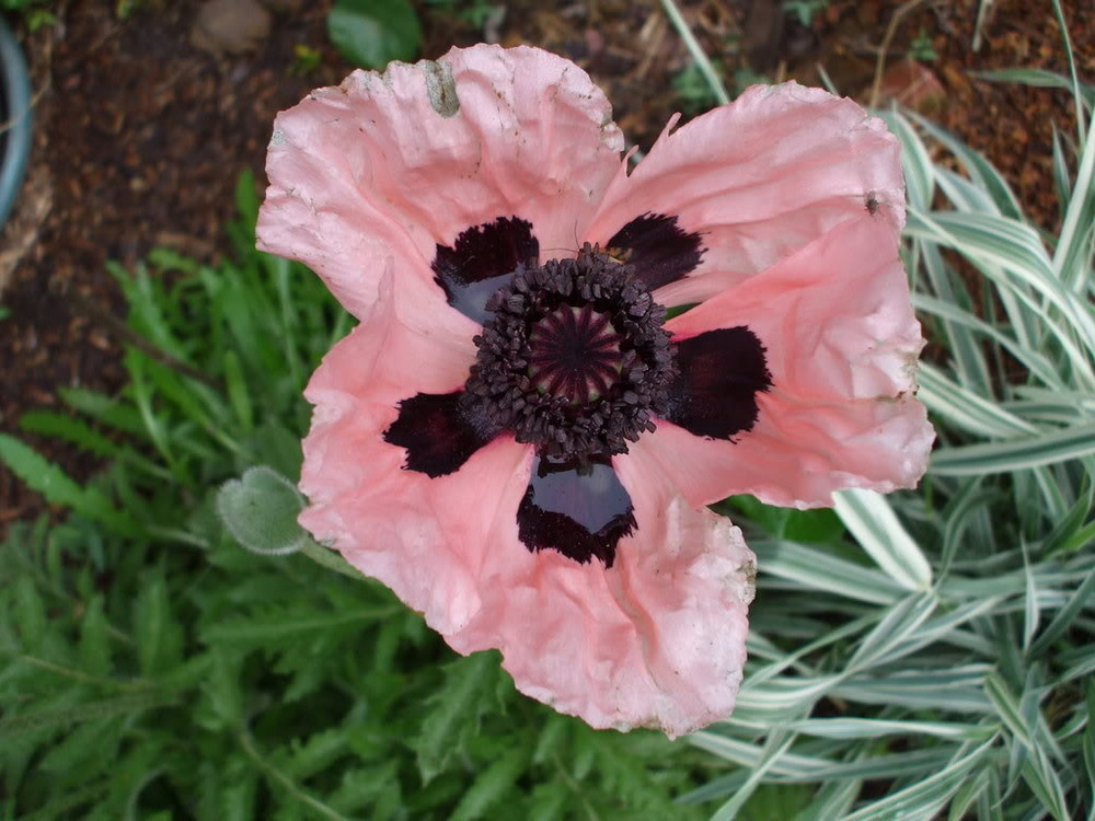 Превью изображения