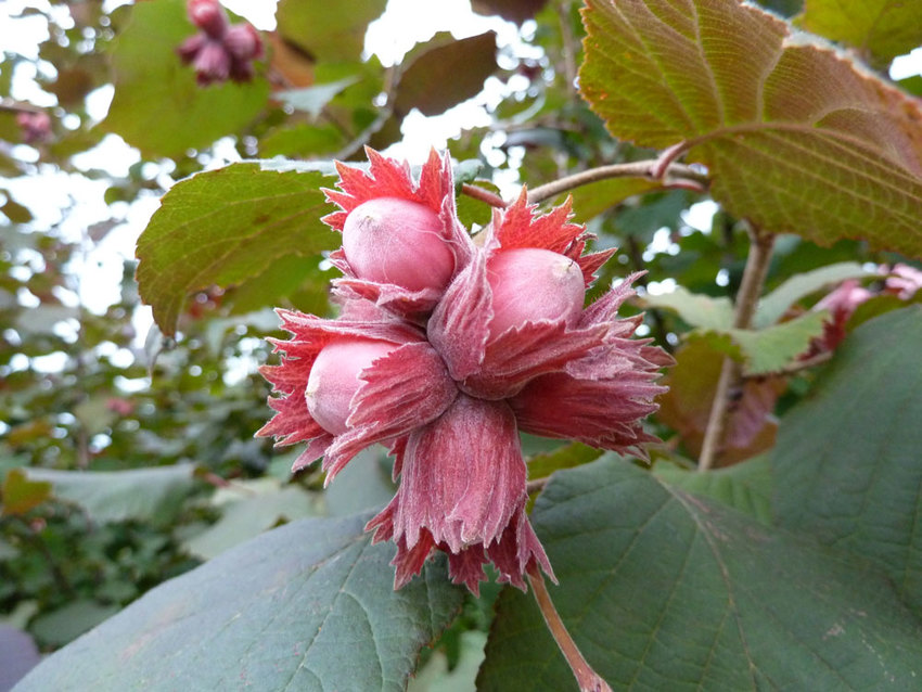 Превью изображения