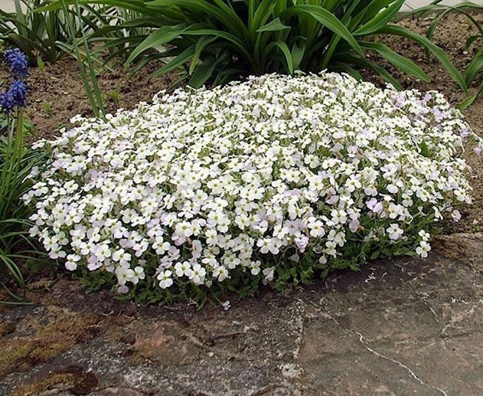 Превью изображения