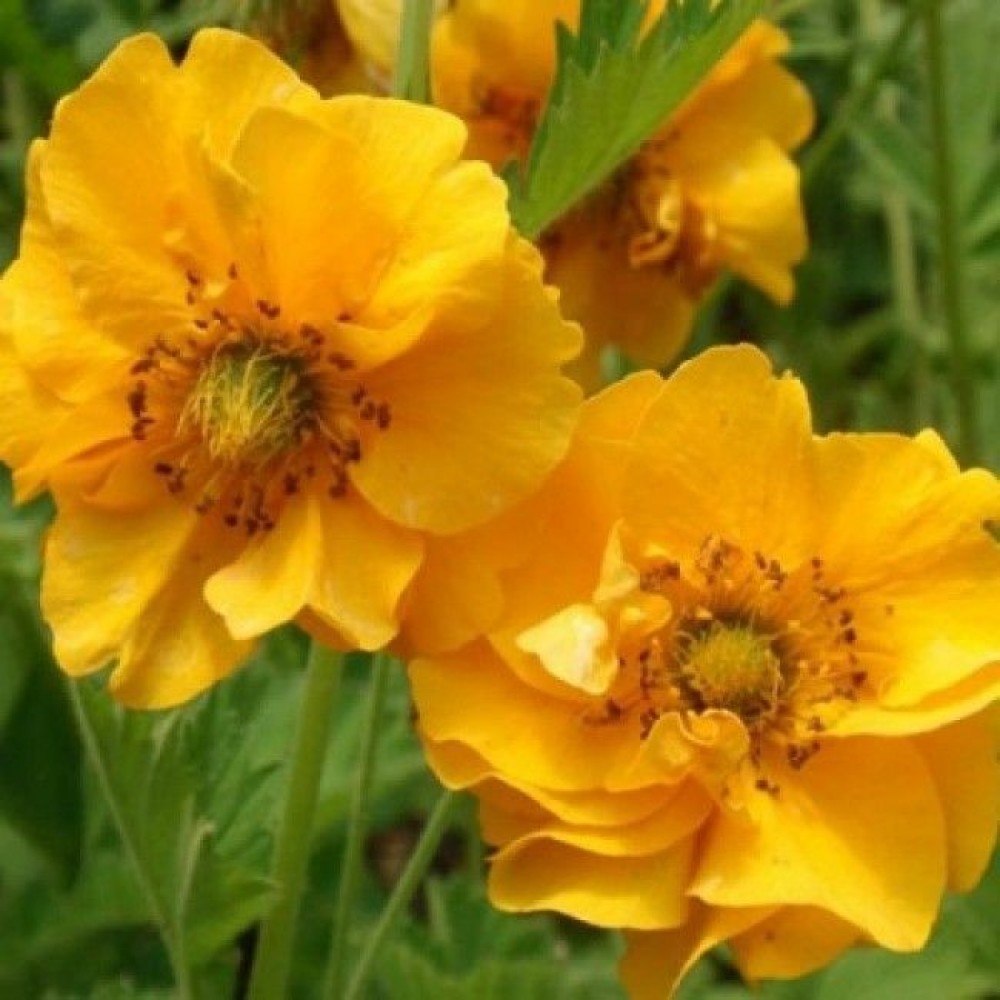 Превью изображения